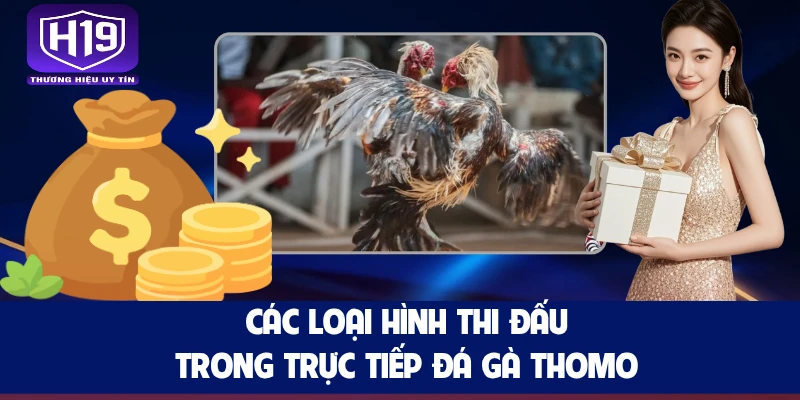 Các loại hình thi đấu trong trực tiếp đá gà Thomo