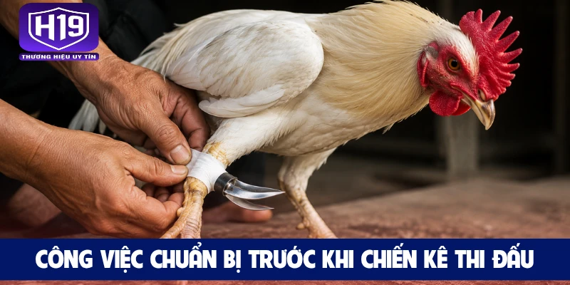 Công việc chuẩn bị trước khi chiến kê thi đấu