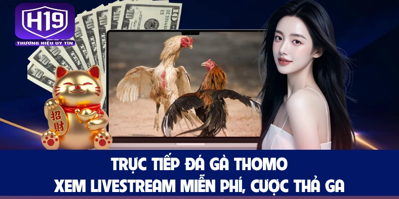 Trực Tiếp Đá Gà Thomo: Xem Livestream Miễn Phí, Cược Thả Ga